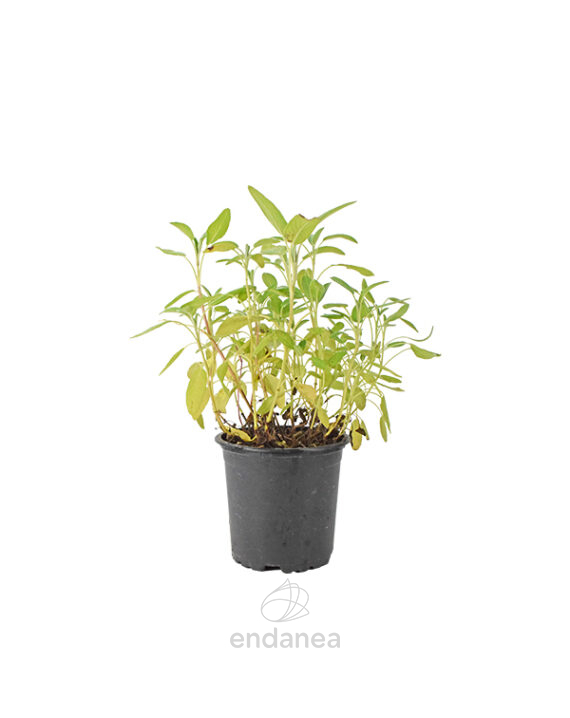 Salvia Planta