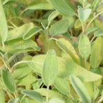 Salvia Planta