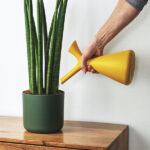 Sansevieria Cylindrica en Maceta Decoración Interior