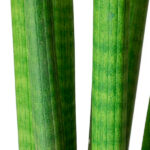 Sansevieria Cylindrica Detalle Hojas