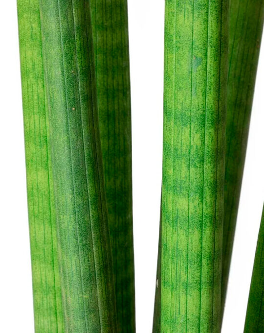 sansevieria-cylindrica-hoja-detalle