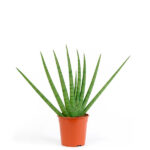 Sansevieria Cylindrica Planta de Interior