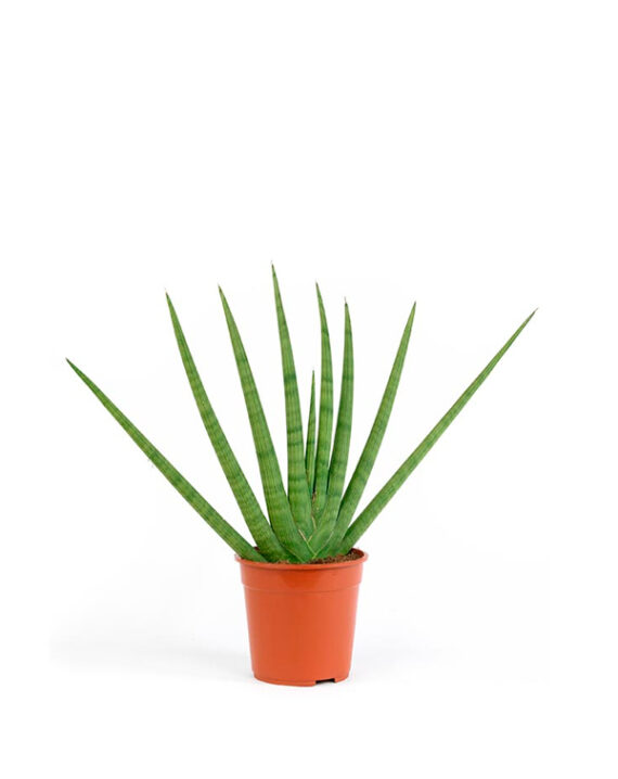 Sansevieria Cylindrica Planta de Interior