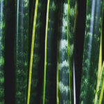 Sansevieria Laurentii Hojas detalle