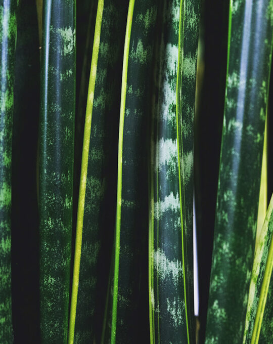 sansevieria-laurentii-hojas