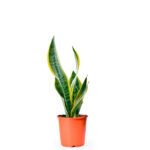 Sansevieria Laurentii Planta de Interior Resistente