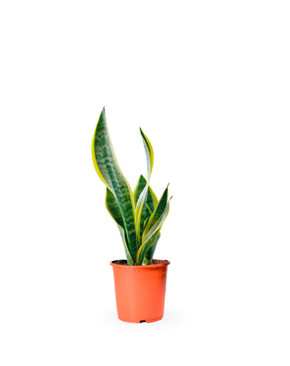 Sansevieria Laurentii Planta de Interior Resistente