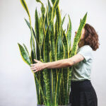 Sansevieria Laurentii Planta de Interior Maceta grande