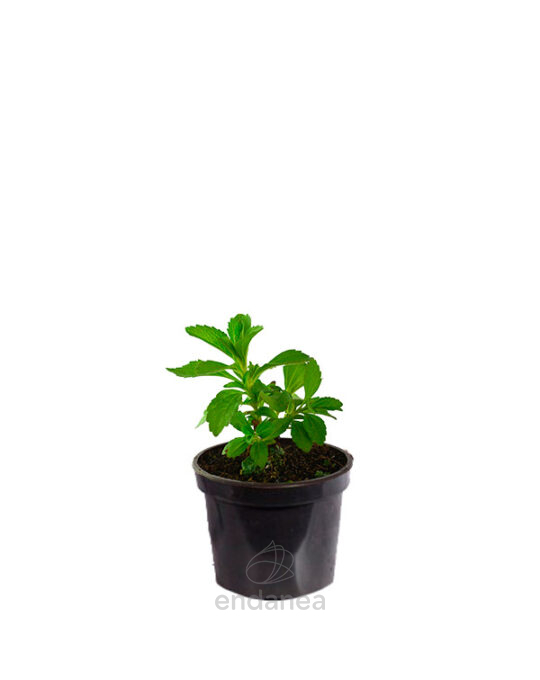 stevia-planta-horticola-de-exterior