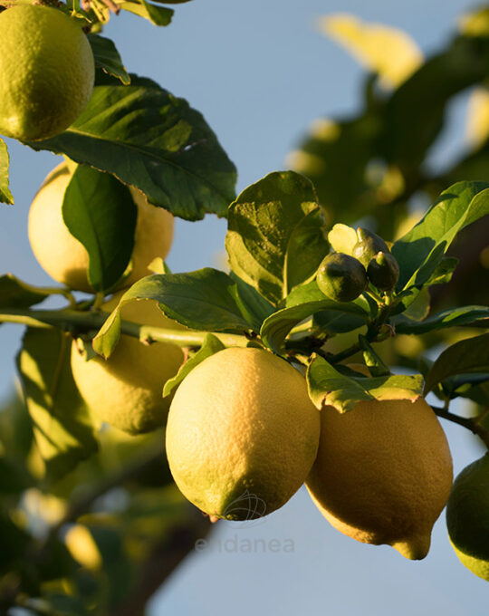 sustrato-para-citricos-compo-sana-20l-limones