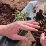 Sustrato Universal para Plantas