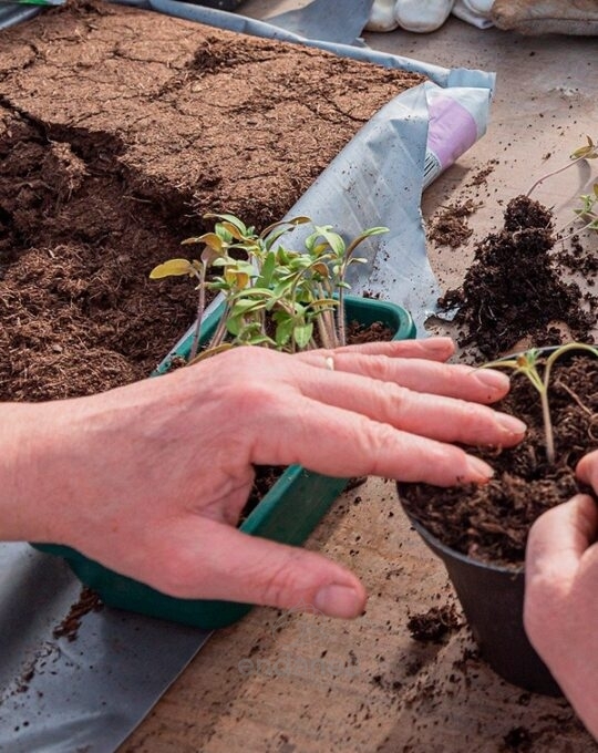 sustrato-universal-para-plantas