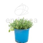 Tomillo Planta de Exterior Hortícola