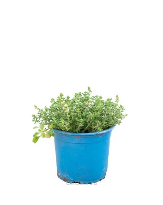 Tomillo Planta de Exterior Hortícola
