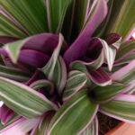 Tradescantia Nanouk Hojas