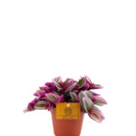Tradescantia Nanouk - Planta Colgante