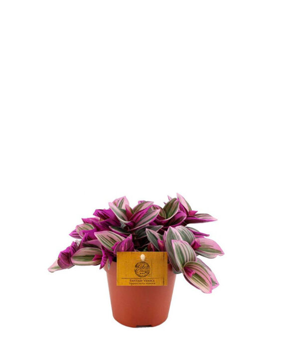 Tradescantia Nanouk - Planta Colgante