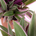 Tradescantia Nanouk Hojas