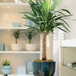 yucca planta en maceta