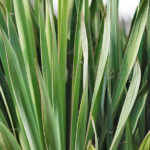 Yucca Hojas detalle