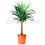 Yucca Planta de Interior en maceta