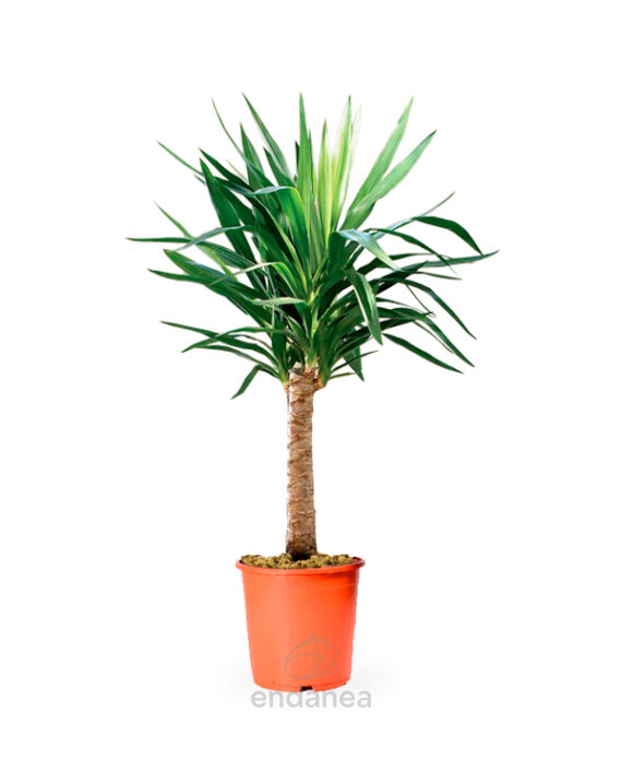 Yucca Planta de Interior en maceta