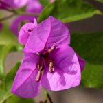 Buganvilla flor Morada
