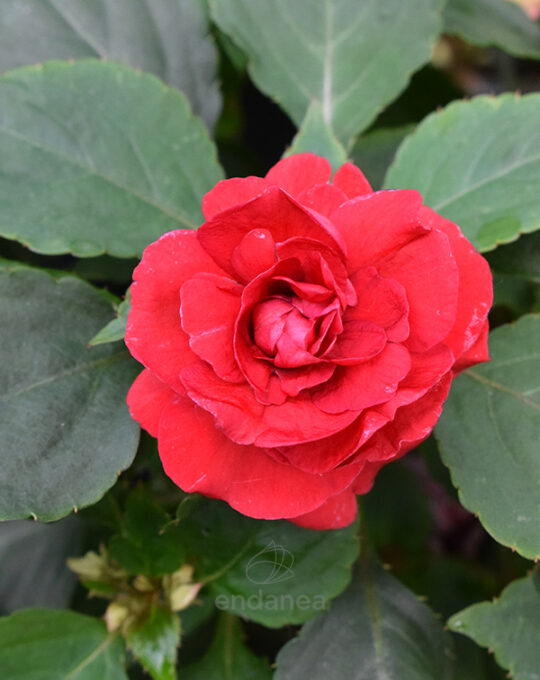 alegria-doble-km0-planta-de-exterior-roja