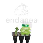 Calabacín Blanco Planta 6 unidades