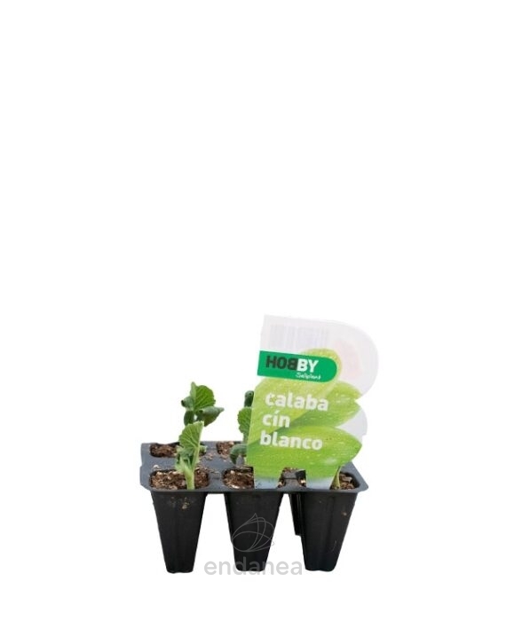 Calabacín Blanco Planta 6 unidades