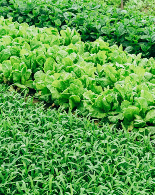 herbicida-total-tomcato-500cc-probelte-eco-huerta