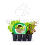 Lechuga Mix Eco 12 Unidades