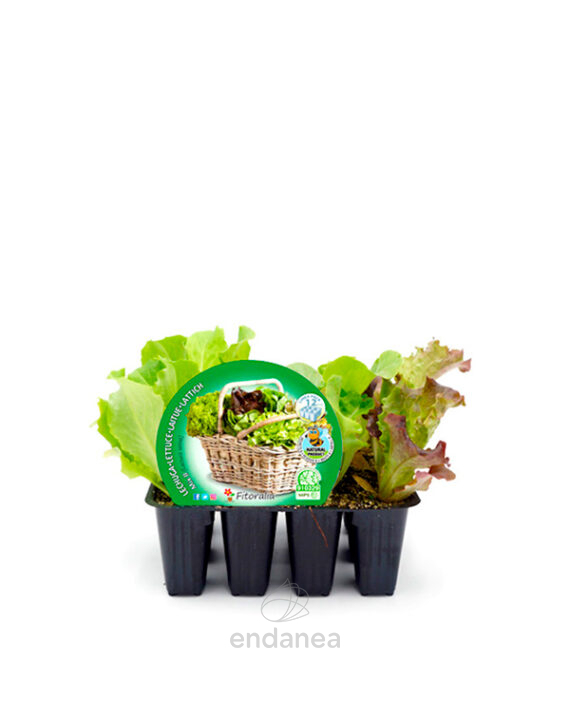 Lechuga Mix Eco 12 Unidades