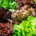 Lechuga Mix Eco 12 Unidades
