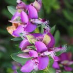 Polygata Planta de Exterior Primavera - Verano Flores