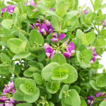 Polygata Planta de Exterior Primavera - Verano Follaje