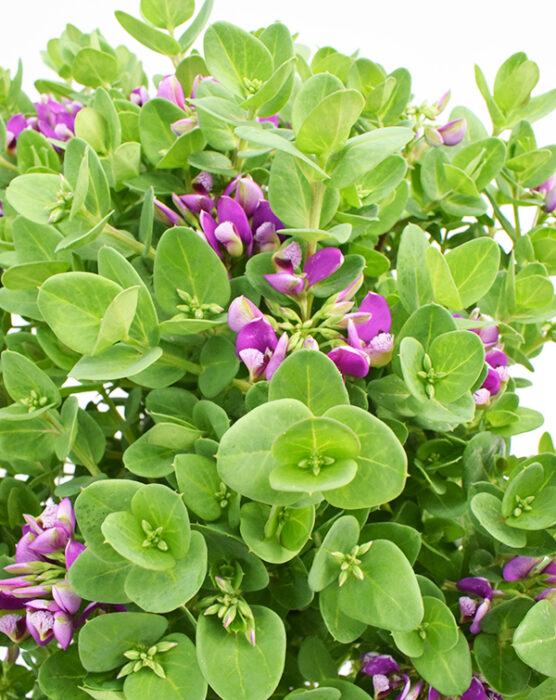 polygala-planta-de-exterior-follaje-flores