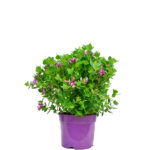 Polygata Planta de Exterior Primavera - Verano