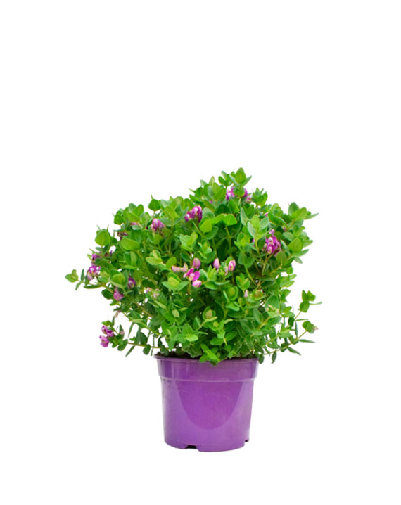 Polygata Planta de Exterior Primavera - Verano