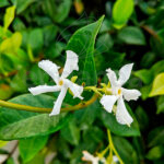 Trachelospermum Jasminoides Planta de Exterior Trepadora flor