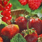 Abono Fresas y Pequeños Frutos Vilmorin
