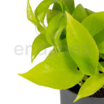 Scindapsus pinnatum golden Pothos 3