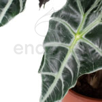 Alocasia Amazónica Hojas