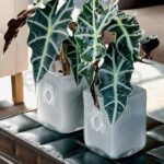 Alocasia Amazónica Decora con plantas