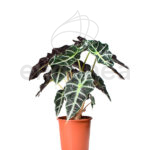 Alocasia Amazónica Comprar plantas de interior