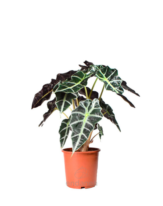 Alocasia Amazónica Comprar plantas de interior