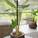 alocasia zebrina 1
