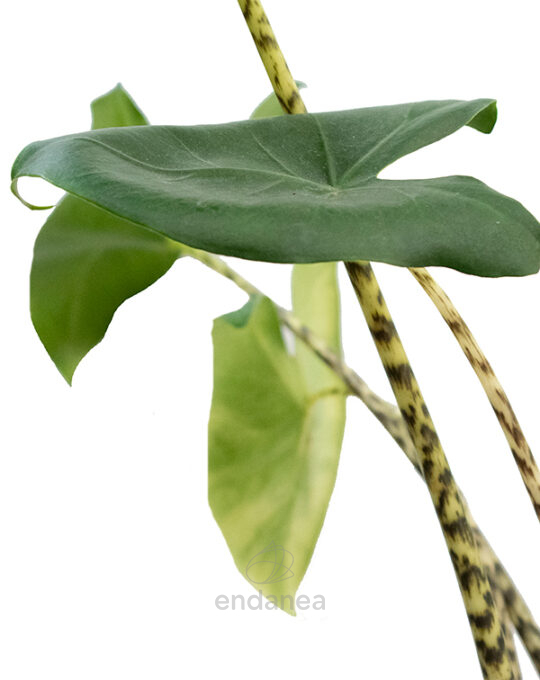 alocasia-zebrina02