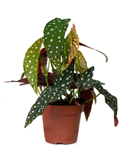 begonia-maculata