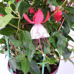 Fuchsia Pendientes de la Reina